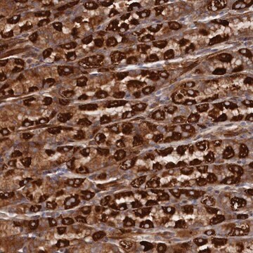 Anti-TMEM196 antibody produced in rabbit Prestige Antibodies&#174; Powered by Atlas Antibodies, affinity isolated antibody, buffered aqueous glycerol solution