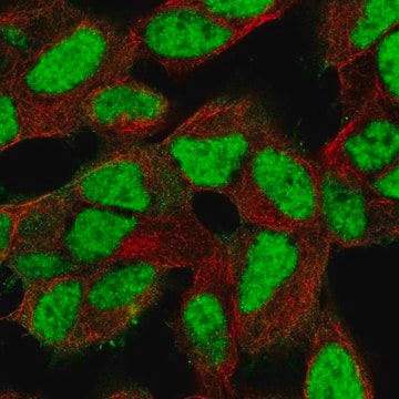 Anti-XRCC5 antibody produced in rabbit Prestige Antibodies&#174; Powered by Atlas Antibodies, affinity isolated antibody