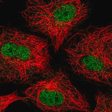 Anti-ZNF618 antibody produced in rabbit Prestige Antibodies&#174; Powered by Atlas Antibodies, affinity isolated antibody