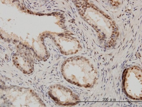 Monoclonal Anti-ISGF3G antibody produced in mouse clone 1C10, purified immunoglobulin, buffered aqueous solution