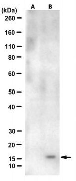 Anti-ISG15 Antibody, clone 3C2