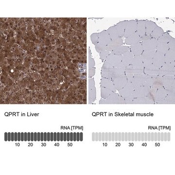 Anti-QPRT antibody produced in rabbit Prestige Antibodies&#174; Powered by Atlas Antibodies, affinity isolated antibody, buffered aqueous glycerol solution