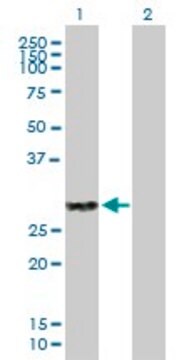 Anti-CLEC4A antibody produced in mouse purified immunoglobulin, buffered aqueous solution