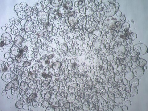 Organoides intestinales de duodeno 3dGRO&#174;, edad 21 (Prep 87-D) Cryopreserved patient derived gastrointestinal organoids (PDOs)