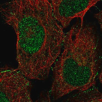 Anti-DOC2A antibody produced in rabbit Prestige Antibodies&#174; Powered by Atlas Antibodies, affinity isolated antibody