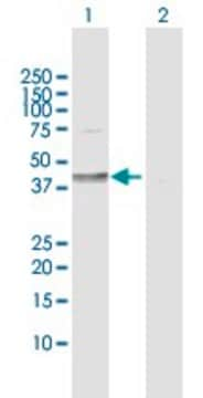 Anti-DHH antibody produced in rabbit purified immunoglobulin, buffered aqueous solution