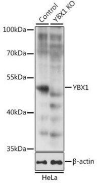 Anti-YBX1 antibody produced in rabbit