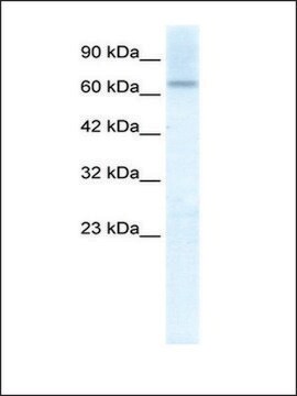 Anti-PIAS2 (AB1) antibody produced in rabbit IgG fraction of antiserum