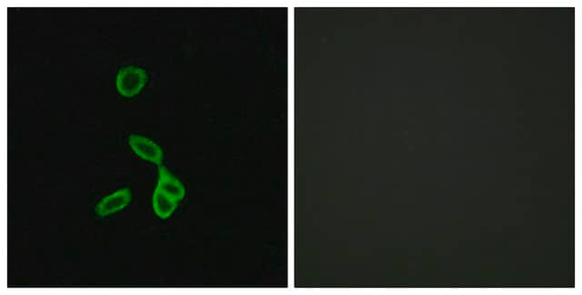 Anti-GALR1 antibody produced in rabbit affinity isolated antibody