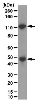 抗-NF&#954;B p50 抗体 from rabbit, purified by affinity chromatography