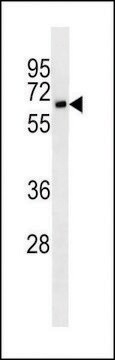 MONOCLONAL ANTI-CD25 antibody produced in mouse clone 7G7B6, crude ascites, buffered aqueous solution