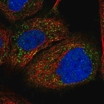 Anti-PEX1 antibody produced in rabbit Prestige Antibodies&#174; Powered by Atlas Antibodies, affinity isolated antibody, buffered aqueous glycerol solution