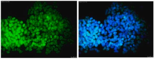 Anti-DPPA-2 Antibody, clone 6C1.2, Alexa Fluor&#8482; 488 conjugate clone 6C1.2, from mouse, ALEXA FLUOR&#8482; 488