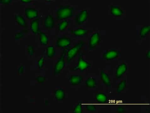 Anti-MX2 antibody produced in mouse IgG fraction of antiserum, buffered aqueous solution