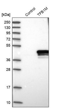 Anti-TFB1M antibody produced in rabbit Prestige Antibodies&#174; Powered by Atlas Antibodies, affinity isolated antibody, buffered aqueous glycerol solution