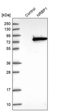 Anti-NRBP1 antibody produced in rabbit Prestige Antibodies&#174; Powered by Atlas Antibodies, affinity isolated antibody, buffered aqueous glycerol solution