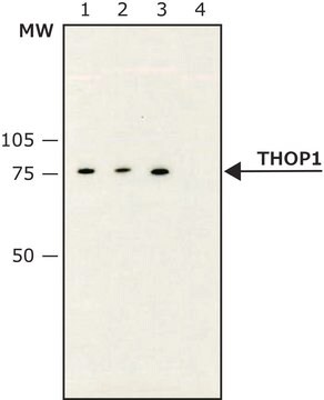 Monoclonal Anti-Thimet Oligopeptidase 1 antibody produced in mouse 1&#160;mg/mL, clone IVD6, purified immunoglobulin, buffered aqueous solution