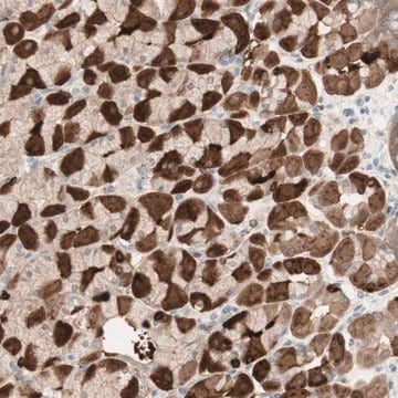 Anti-MUC3A antibody produced in rabbit Prestige Antibodies&#174; Powered by Atlas Antibodies, affinity isolated antibody, buffered aqueous glycerol solution