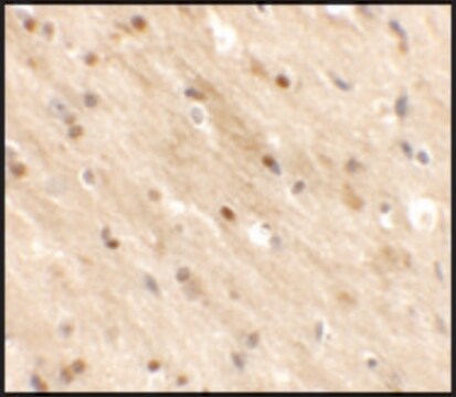 Anti-TMEM59L antibody produced in rabbit affinity isolated antibody