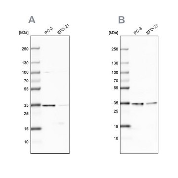 Anti-DNAJC9 antibody produced in rabbit Prestige Antibodies&#174; Powered by Atlas Antibodies, affinity isolated antibody, buffered aqueous glycerol solution