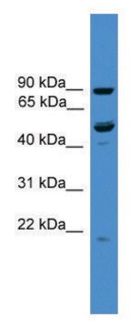 Anti-C3orf59 (C-terminal) antibody produced in rabbit affinity isolated antibody