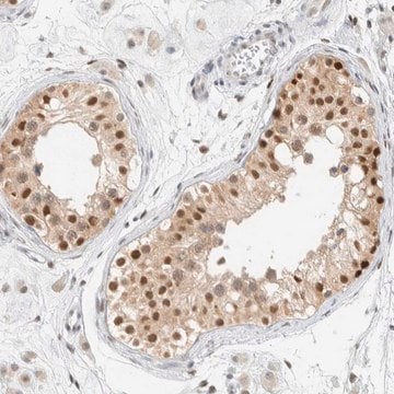 Anti-ZNF683 antibody produced in rabbit Prestige Antibodies&#174; Powered by Atlas Antibodies, affinity isolated antibody, buffered aqueous glycerol solution