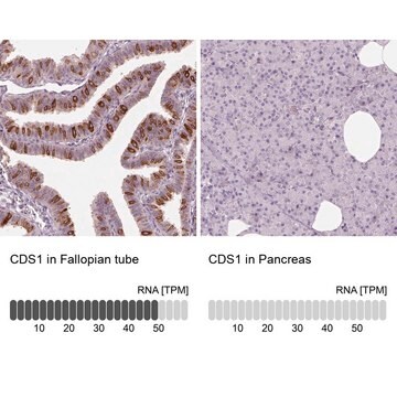 Anti-CDS1 Prestige Antibodies&#174; Powered by Atlas Antibodies, affinity isolated antibody