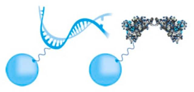 PureProteome 2.5&#181;m Carboxy FlexiBind Magnetic Bead System Carboxylic Acid FlexiBind beads are suitable for Immunoprecipitations, purifying nucleic acids, isolating cells and organelles, performing protein-protein interaction studies and many other applications.