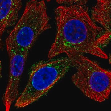 Anti-SPRY4 antibody produced in rabbit Prestige Antibodies&#174; Powered by Atlas Antibodies, affinity isolated antibody