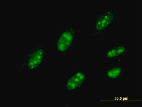 Monoclonal Anti-IQGAP3 antibody produced in mouse clone 6E3, purified immunoglobulin, buffered aqueous solution