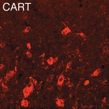 Anti-Cocaine and Amphetamine Related Transcript Antibody Chemicon&#174;, from chicken