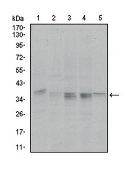 Anti-PPP1CA Antibody, clone 5E9 ascites fluid, clone 5E9, from mouse