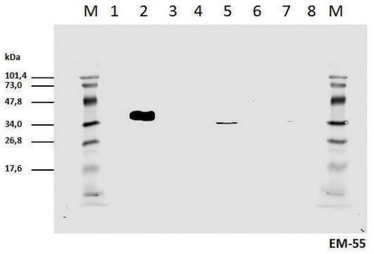 Monoclonal Anti-CD3 zeta (PhosphoTyr111) antibody produced in mouse clone EM-55