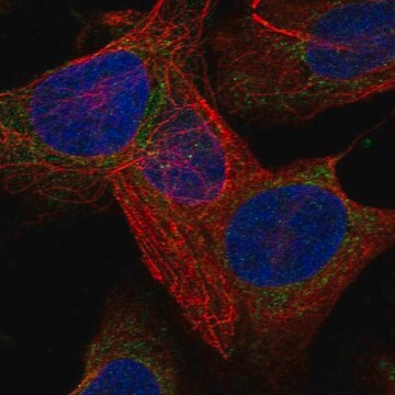 Anti-LARS2 antibody produced in rabbit Prestige Antibodies&#174; Powered by Atlas Antibodies, affinity isolated antibody