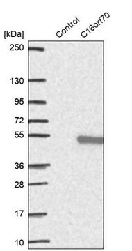 Anti-C16orf70 antibody produced in rabbit Prestige Antibodies&#174; Powered by Atlas Antibodies, affinity isolated antibody, buffered aqueous glycerol solution