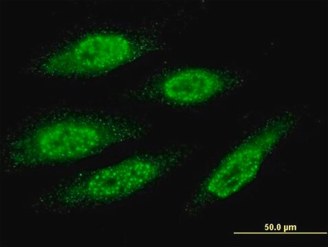 Monoclonal Anti-MAGEA8 antibody produced in mouse clone 3F7, purified immunoglobulin, buffered aqueous solution