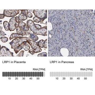 Anti-LRP1 antibody produced in rabbit Prestige Antibodies&#174; Powered by Atlas Antibodies, affinity isolated antibody, buffered aqueous glycerol solution