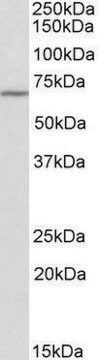 Anti-THEMIS (C-terminal) antibody produced in goat affinity isolated antibody, buffered aqueous solution