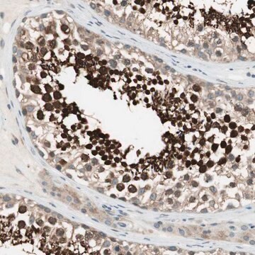 Anti-CGRRF1 antibody produced in rabbit Prestige Antibodies&#174; Powered by Atlas Antibodies, affinity isolated antibody, buffered aqueous glycerol solution