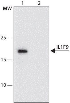 Anti-IL1F9 (1-11) antibody produced in rabbit IgG fraction of antiserum