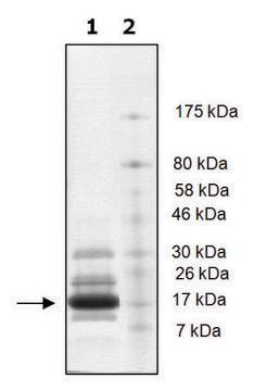 Histone H2b full length human recombinant, expressed in E. coli, &#8805;65% (SDS-PAGE)