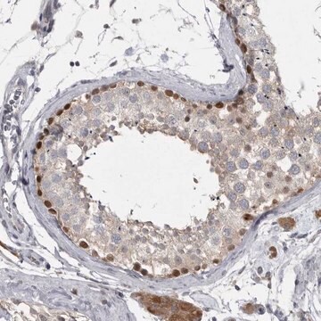 Anti-PHF13 antibody produced in rabbit Prestige Antibodies&#174; Powered by Atlas Antibodies, affinity isolated antibody, buffered aqueous glycerol solution