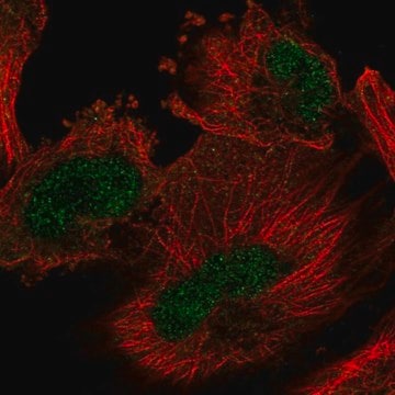 Anti-ARIH2 antibody produced in rabbit Prestige Antibodies&#174; Powered by Atlas Antibodies, affinity isolated antibody