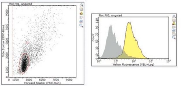 Anti-TGF-beta-Rezeptor-Antikörper, Typ I from rabbit, purified by affinity chromatography