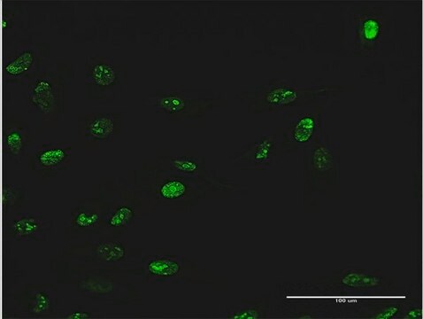 Anti-WDR18 antibody produced in mouse IgG fraction of antiserum, buffered aqueous solution