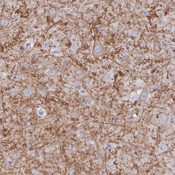 Anti-GRIA1 antibody produced in rabbit Prestige Antibodies&#174; Powered by Atlas Antibodies, affinity isolated antibody, buffered aqueous glycerol solution