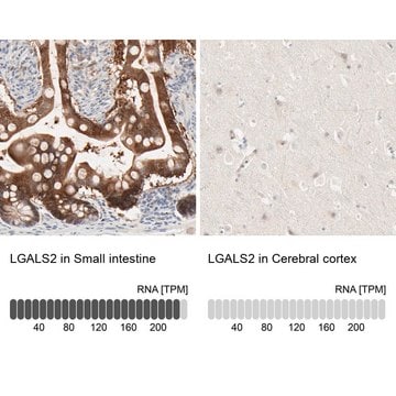 Anti-LGALS2 antibody produced in rabbit Prestige Antibodies&#174; Powered by Atlas Antibodies, affinity isolated antibody, buffered aqueous glycerol solution