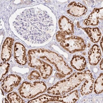 Anti-PKHD1 antibody produced in rabbit Prestige Antibodies&#174; Powered by Atlas Antibodies, affinity isolated antibody, buffered aqueous glycerol solution, ab1