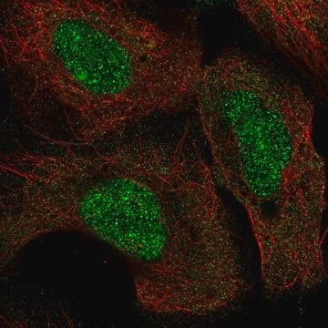 Anti-KMT5A antibody produced in rabbit Prestige Antibodies&#174; Powered by Atlas Antibodies, affinity isolated antibody