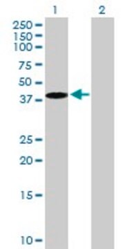 Anti-EMILIN1 antibody produced in mouse purified immunoglobulin, buffered aqueous solution